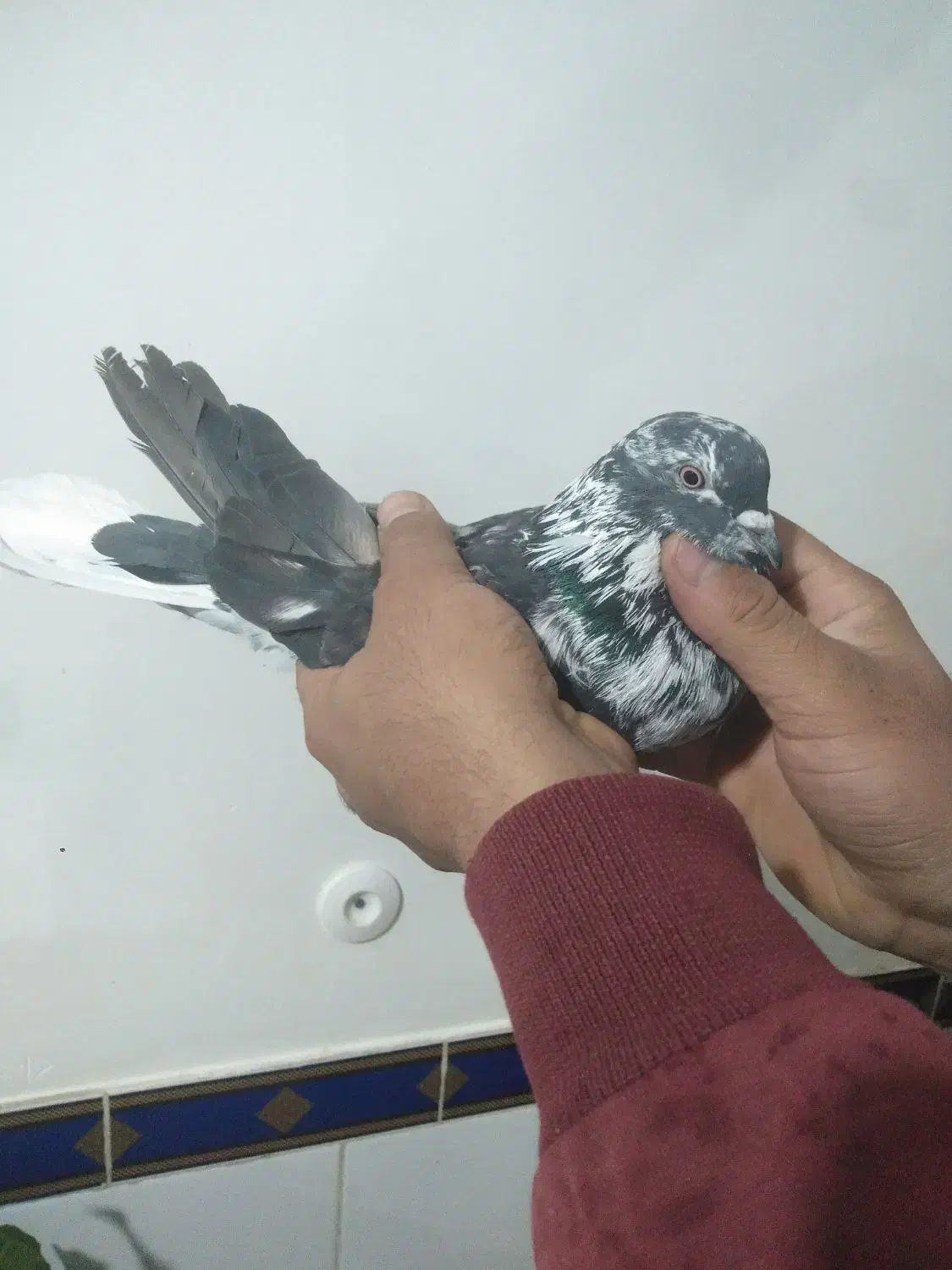 کبوتر خرمایی پور|پرنده|شهرکرد, |دیوار