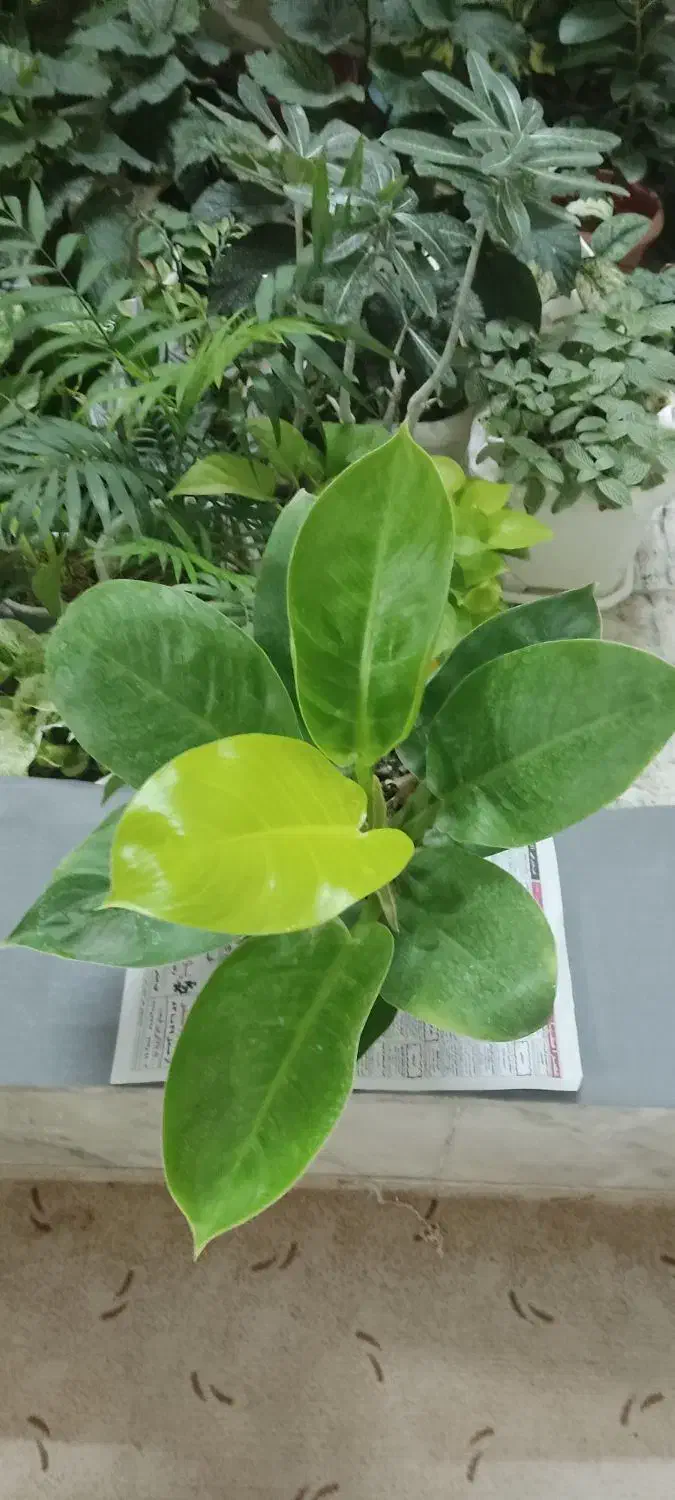 کافیه بپسندی و انتخاب کنی و درب منزلت تحویل بگیری|گل و گیاه طبیعی|شاهینشهر, دهخدا|دیوار