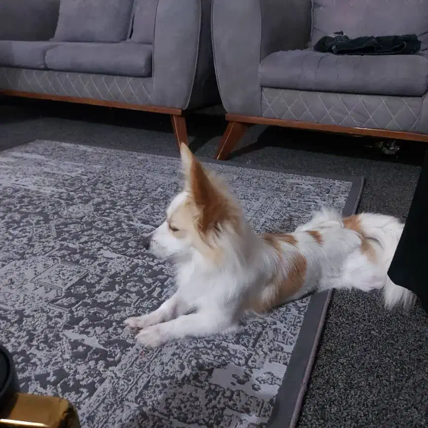 سگ خوب و حرف گوش کن|سگ|برازجان, |دیوار