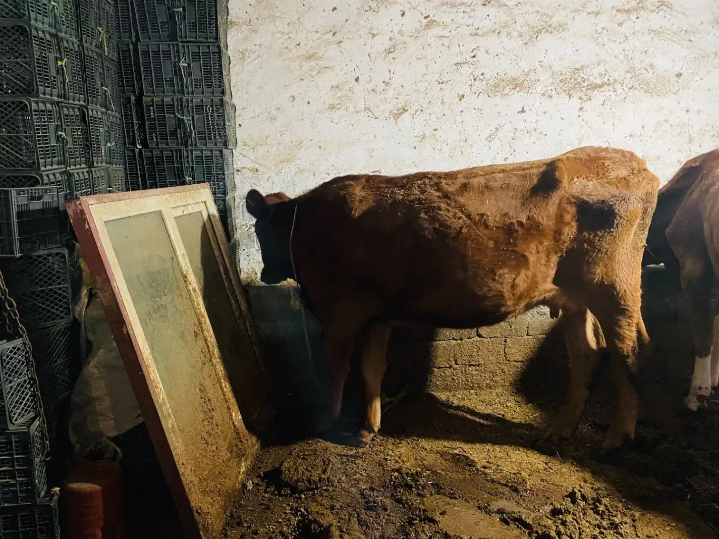 گاو|حیوانات مزرعه|پیرانشهر, |دیوار