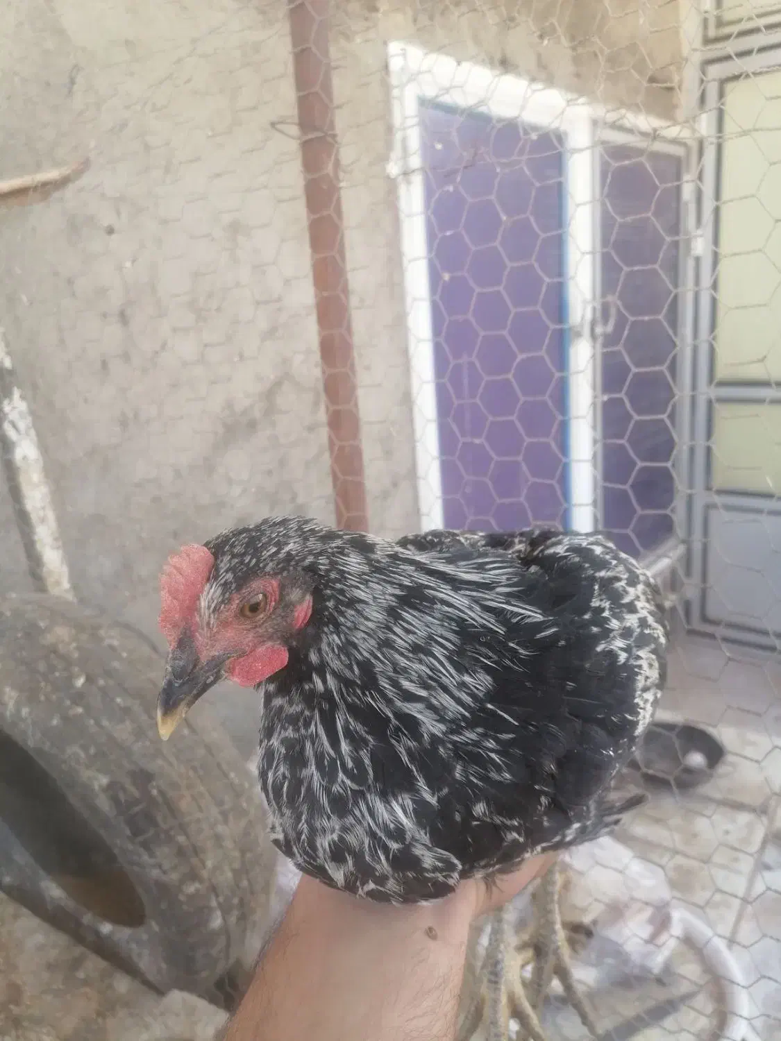 مرغ و خروس|حیوانات مزرعه|قم, بنیاد|دیوار