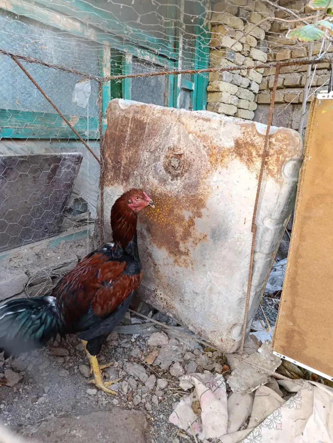 خورس لاری 5دانگ|حیوانات مزرعه|خوی, |دیوار