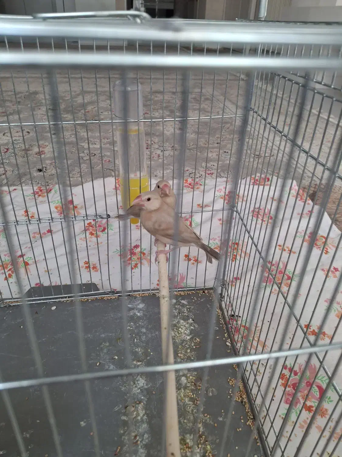 فروش سه تا جوجه فنج نرگسی شکلاتی|پرنده|شاهینشهر, شهرک میلاد|دیوار