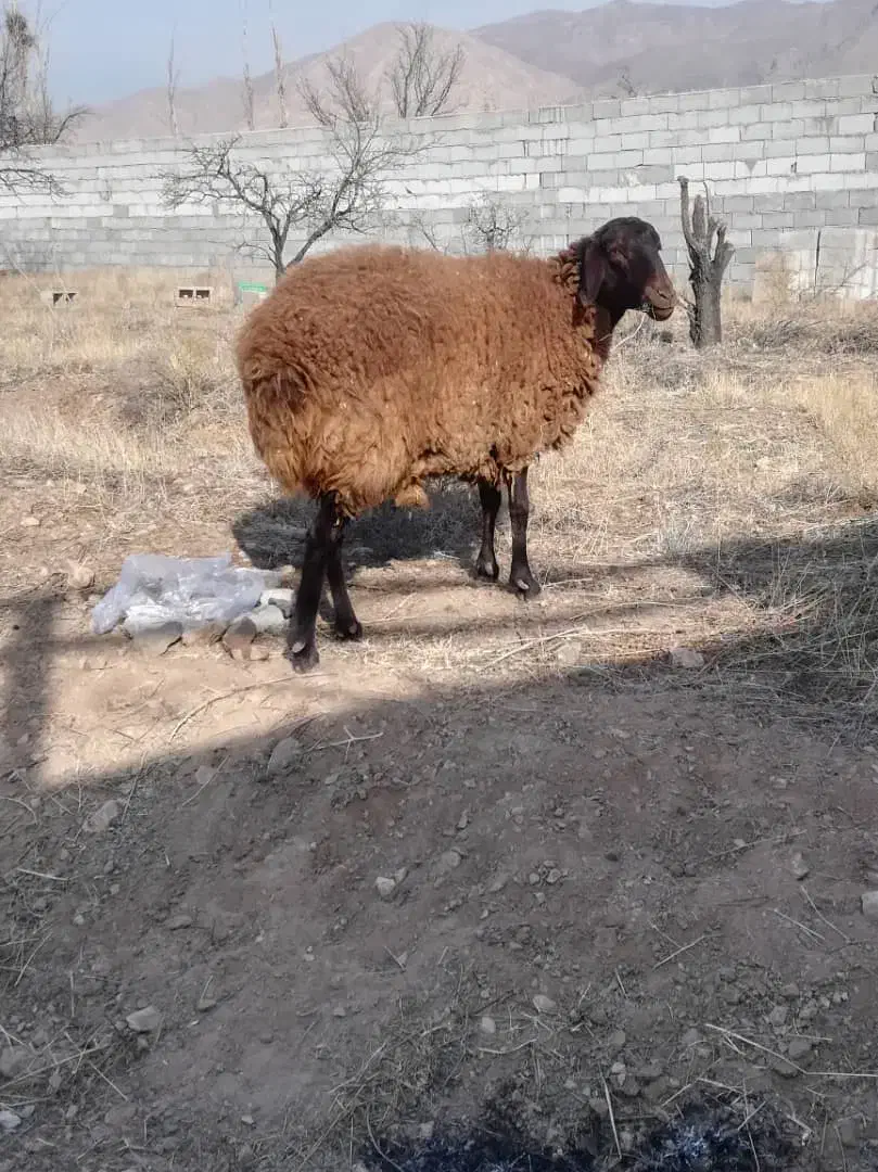 گوسفند‌ماده‌شیشک|حیوانات مزرعه|صوفیان, |دیوار