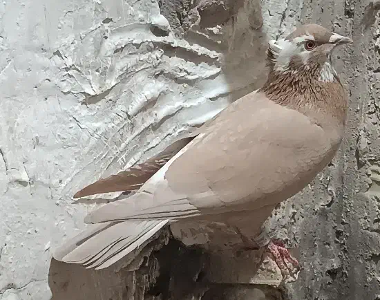 زرد ماده|پرنده|فردوس (خراسان), |دیوار