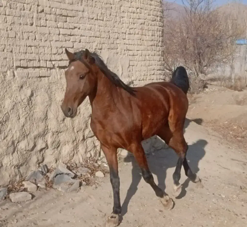 نریان دره شور|اسب و تجهیزات اسبسواری|خمین, |دیوار