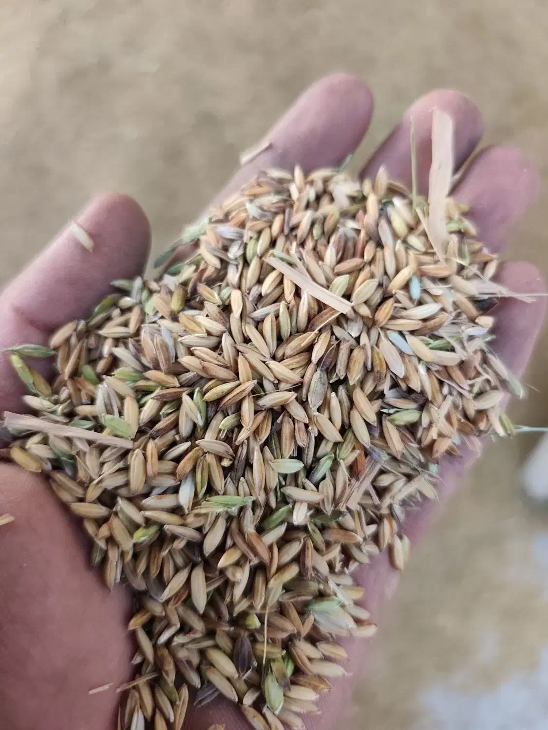 شلتک شلتوک برنج|عمده‌فروشی|کرخه, |دیوار