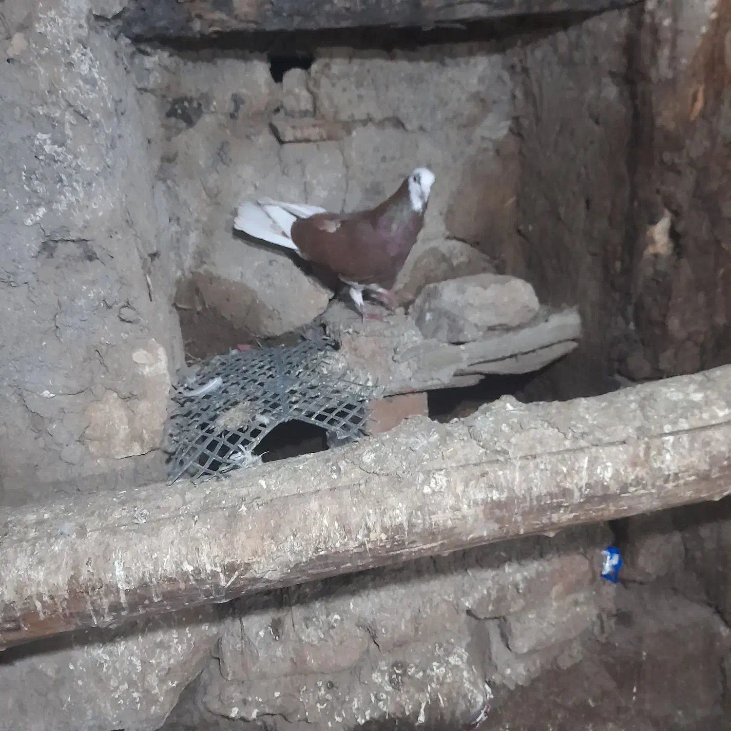 ۱۷‌تا‌طوقی|پرنده|اردبیل, |دیوار