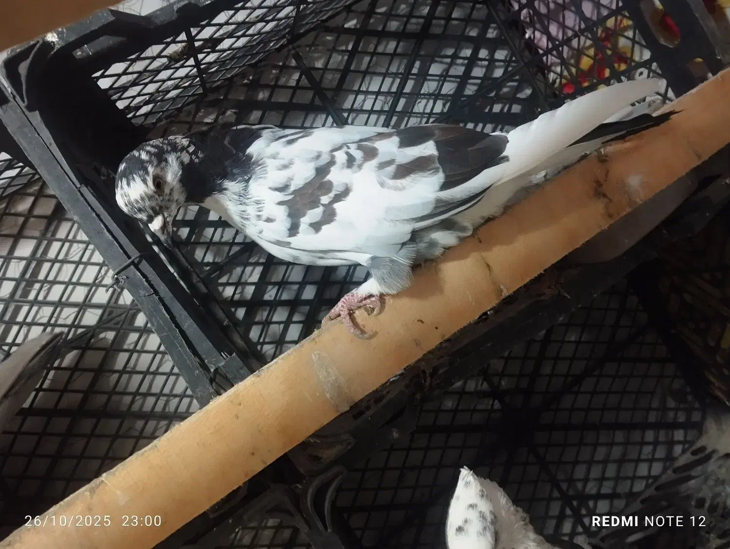 کفتر غریب|پرنده|گیلوان, |دیوار