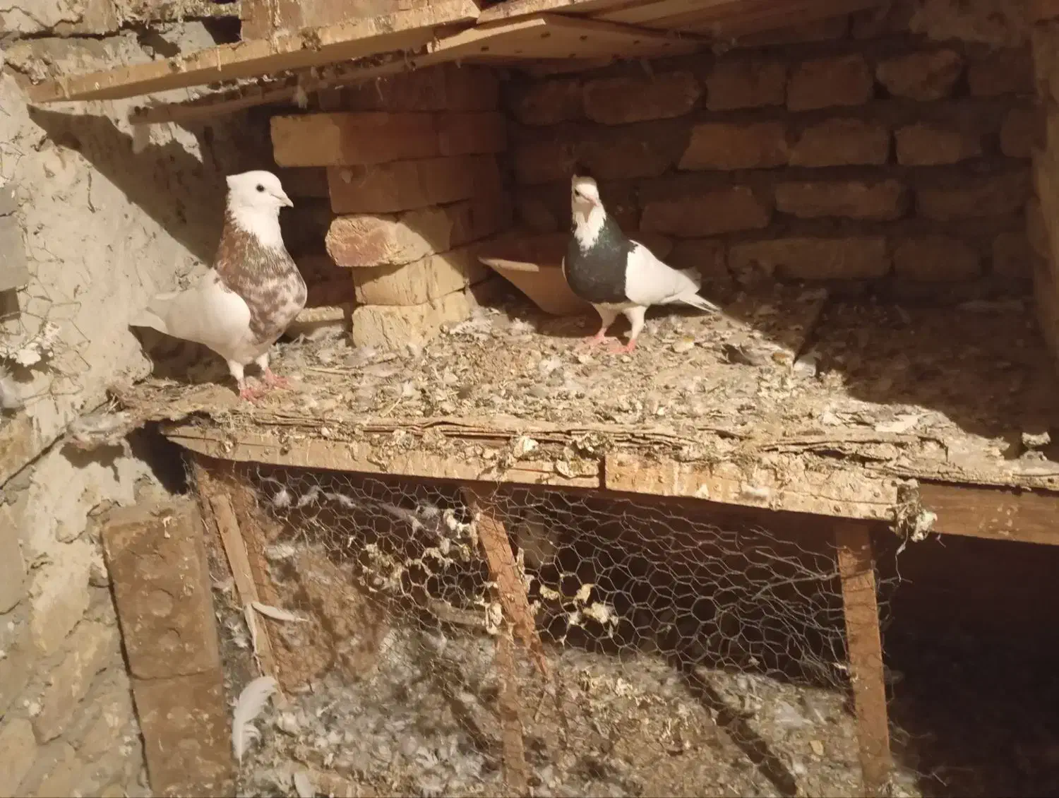 چهار جفت طوقی|پرنده|تبریز, |دیوار