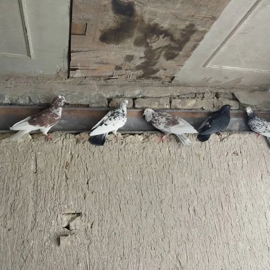 فروش کبوتر|پرنده|اصفهان, جاوان|دیوار