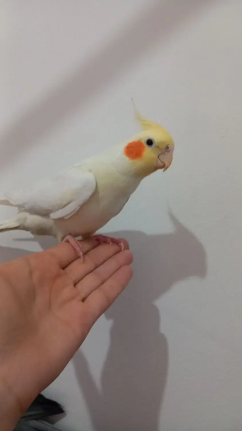 عروس هلندی زیبا|پرنده|محمدشهر, کوی بهار|دیوار