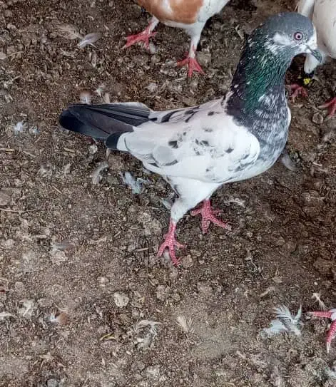 کفتر|پرنده|چابهار, |دیوار