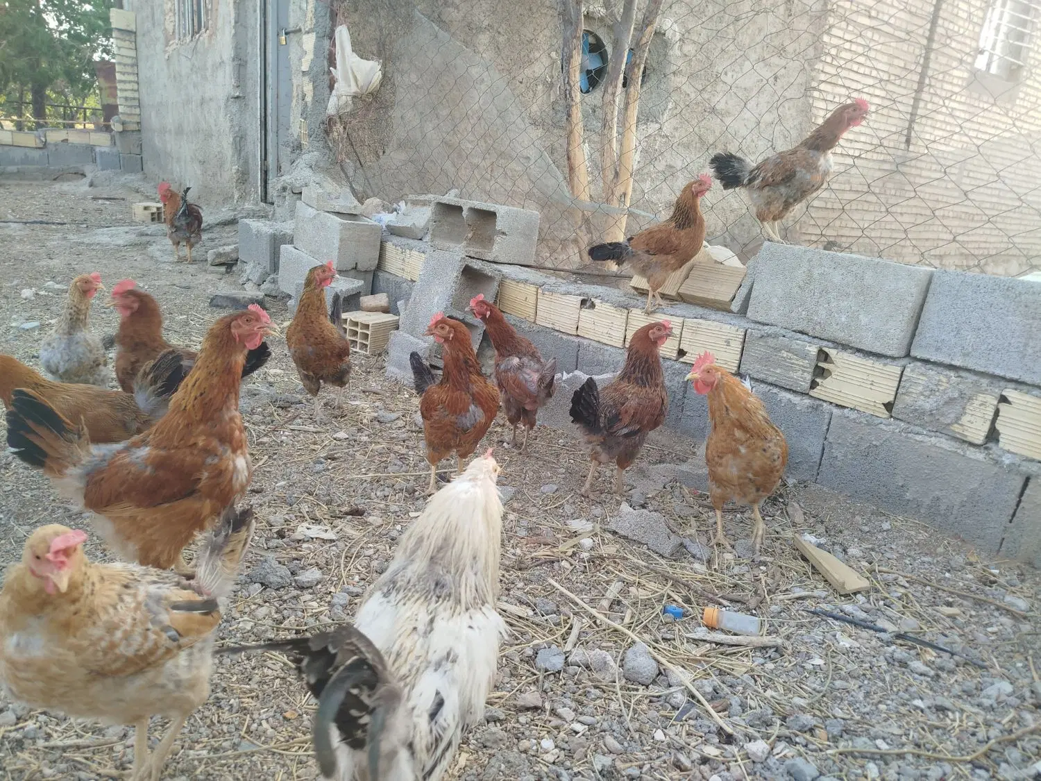 مرغ|حیوانات مزرعه|اقلید, |دیوار