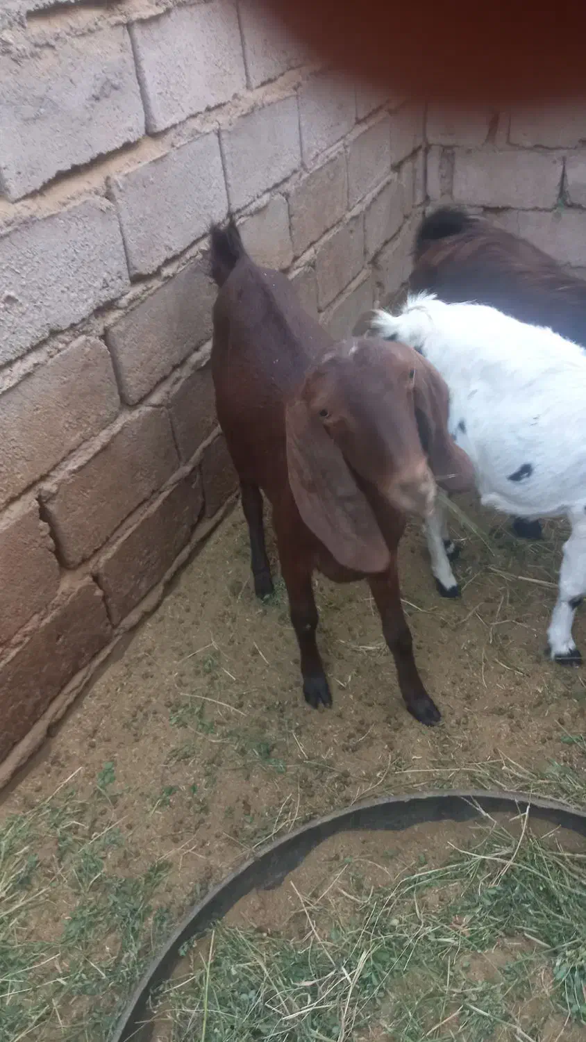 یک بز سه قلوزا تضمینی فقط یک زه داده بفروشمش میرسد|حیوانات مزرعه|گنبکی, |دیوار