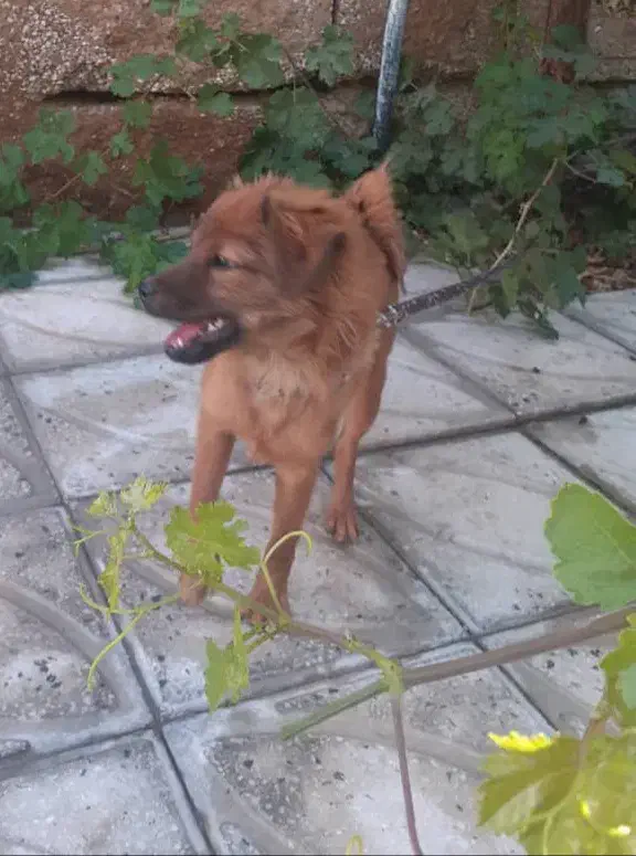 فروش سگ بازیگوش واکسن خورده شناسنامه دار|سگ|مرودشت, فاز اول شهرک فرهنگیان|دیوار