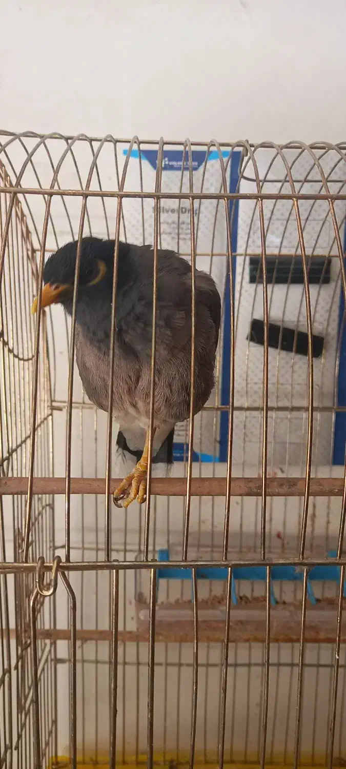 مرغ مینا دستی قناری خون۲۵۰۰۰۰۰|پرنده|کازرون, |دیوار