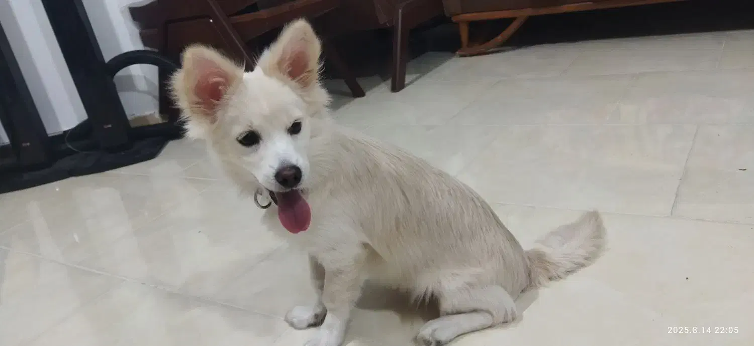 سگ پامر اشپیتز|سگ|قشم, |دیوار