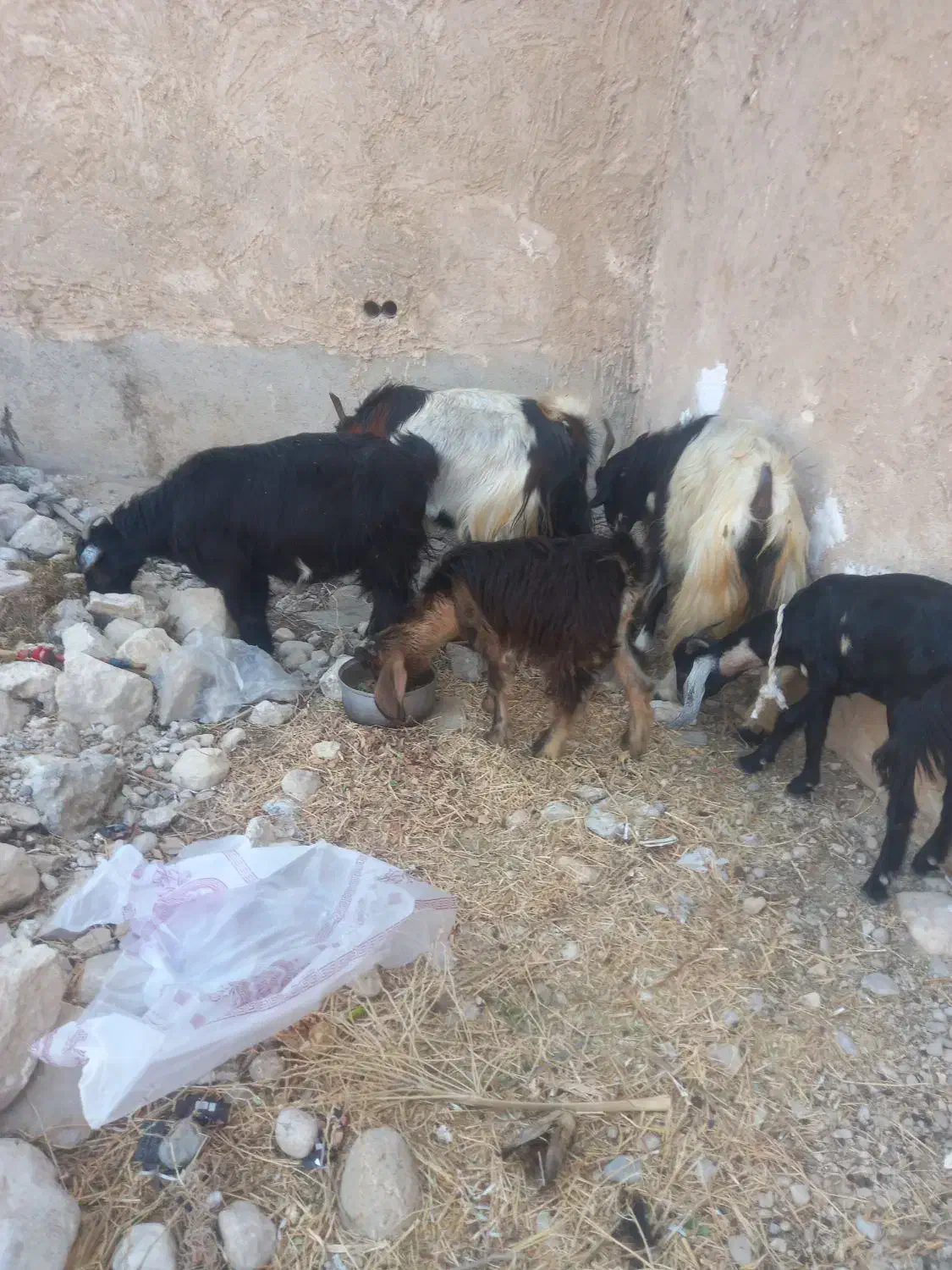 دوتا بز کهره دار و دوباره ابسن|حیوانات مزرعه|خورموج, |دیوار