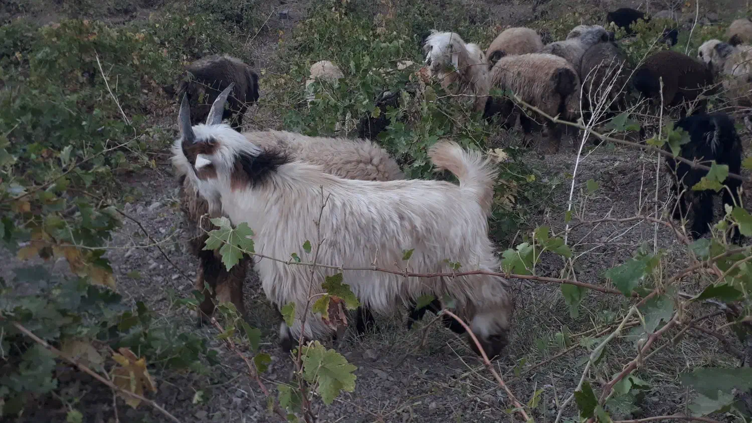بزغاله. بیگ|حیوانات مزرعه|اردل, |دیوار