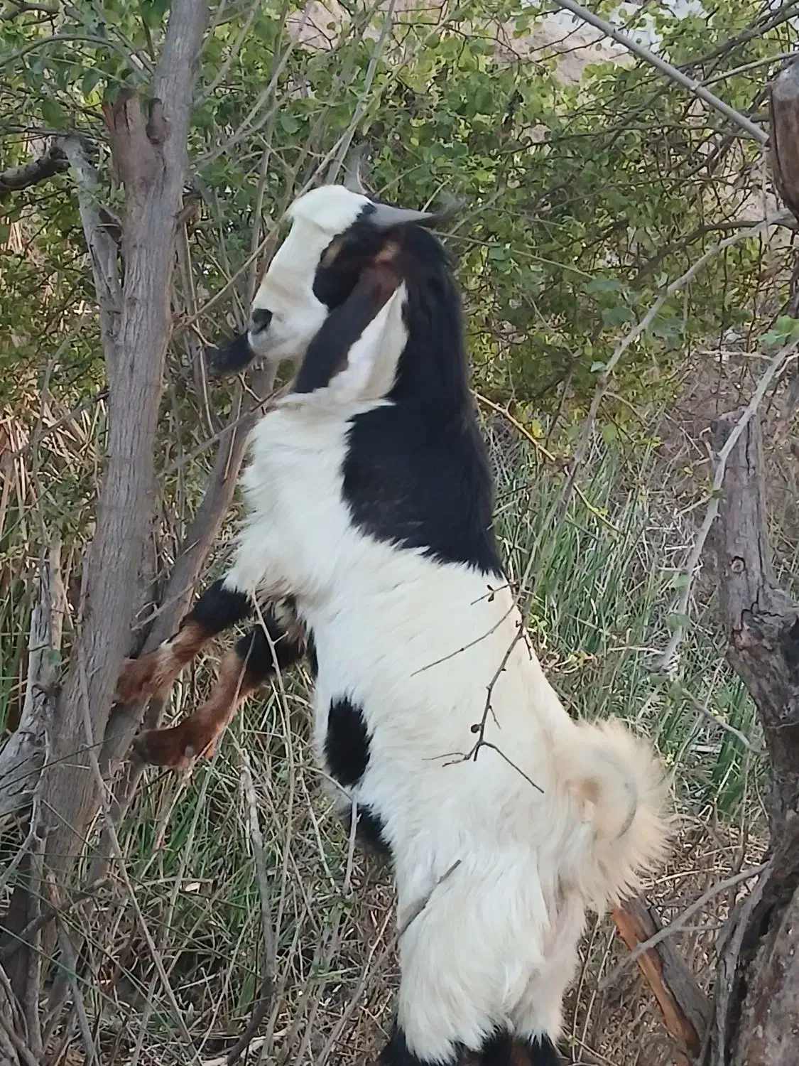 دو عددبیگ یک عدد،،ماده،هیچ نزاییده قصر|حیوانات مزرعه|شوش, |دیوار