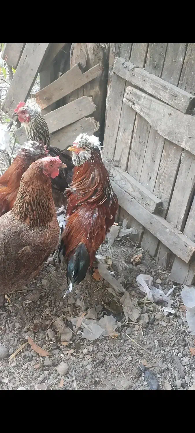 مرغ محلی و شاخدار|حیوانات مزرعه|توتکابن, |دیوار