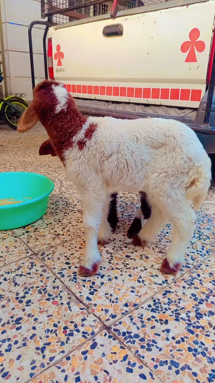 بره نر عربی دو عدد نر وماده|حیوانات مزرعه|اهواز, منازل کارون|دیوار