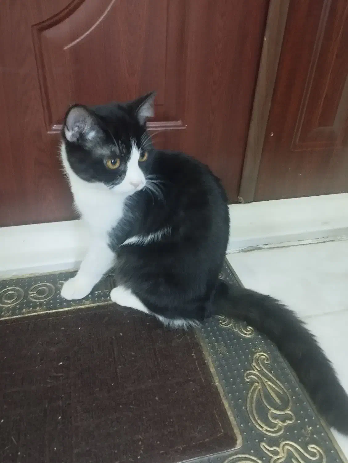 واگذاری گربه|گربه|گلبهار, شهر جدید گلبهار|دیوار