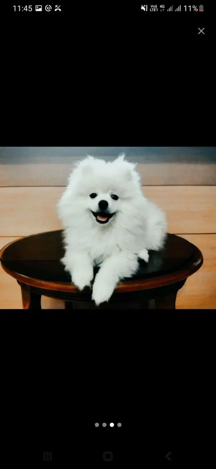 سگ پامر فروش فوری ب دلیل مهاجرت|سگ|گرگان, |دیوار