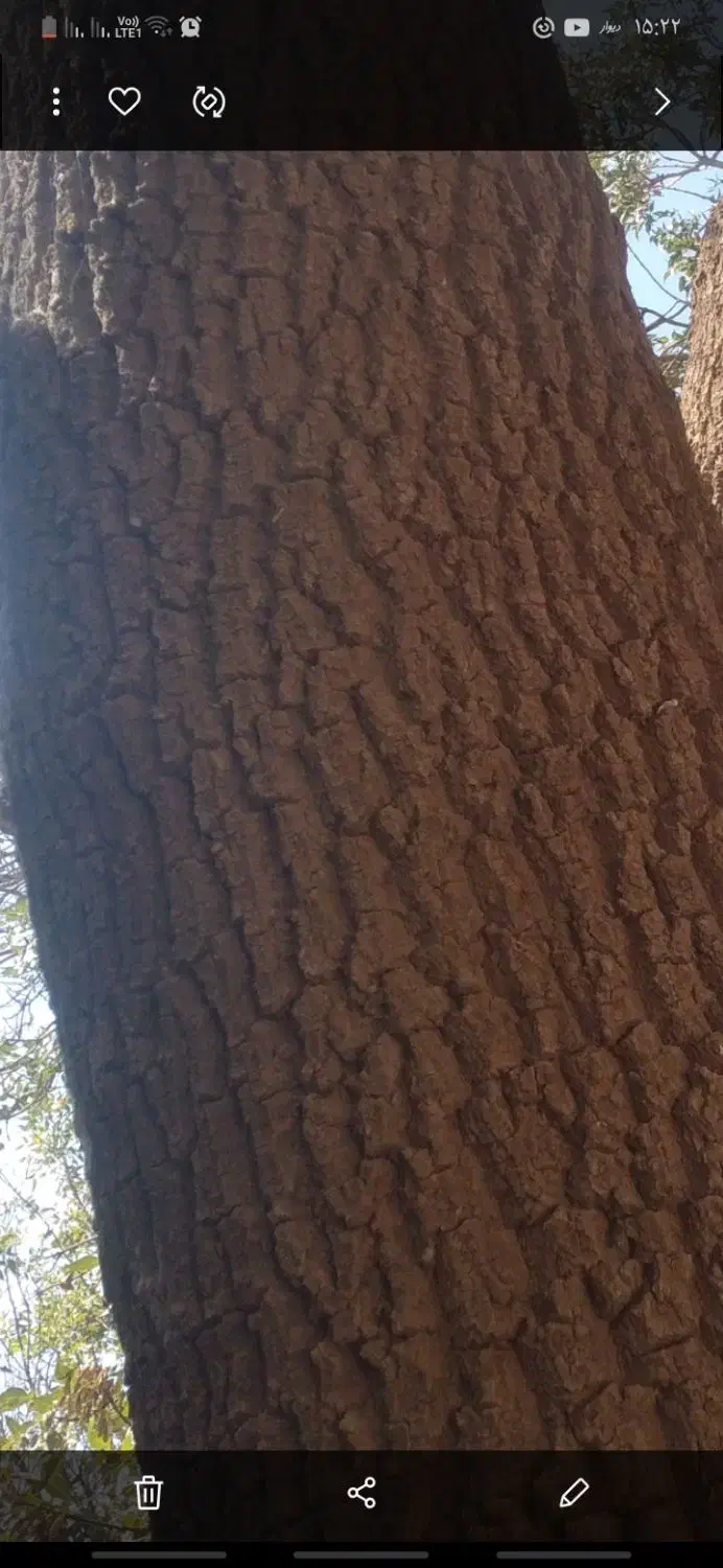 درخت|گل و گیاه طبیعی|گل تپه, |دیوار