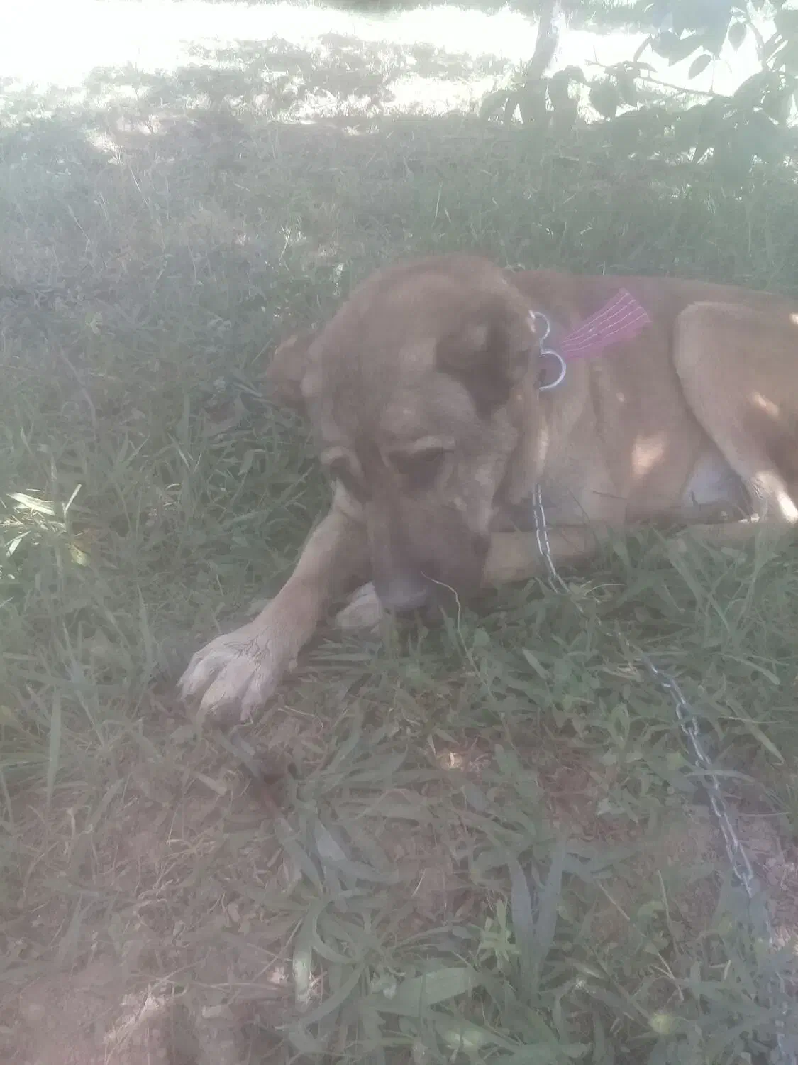 گمشده یابنده مژدگانی داده میشود ای|سگ|شازند, |دیوار