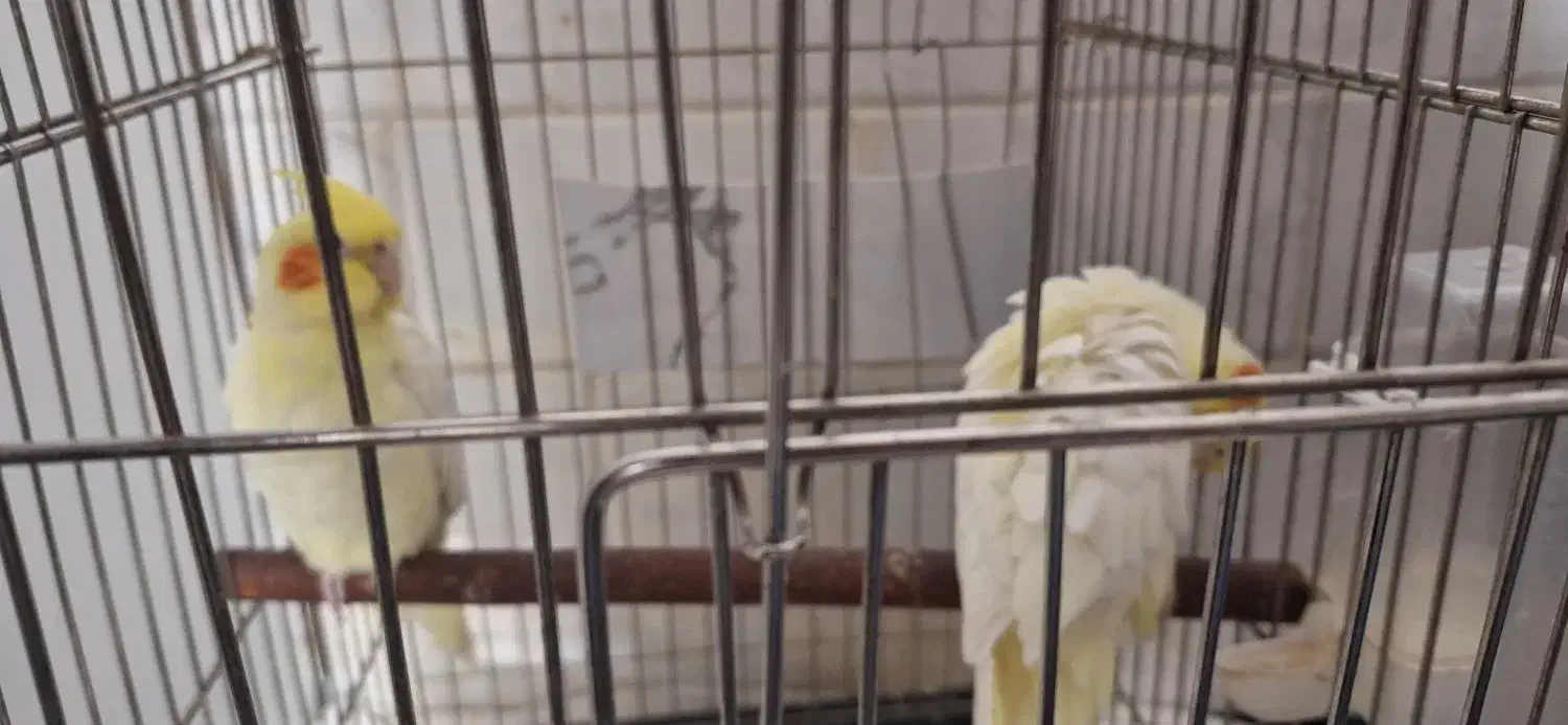 عروس هلندی|پرنده|قم, شهر قائم|دیوار