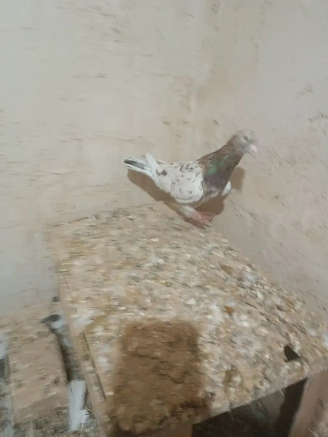 کبوتر زرد هفت رنگ نر و موشی نقره‌ای|پرنده|الوند, |دیوار