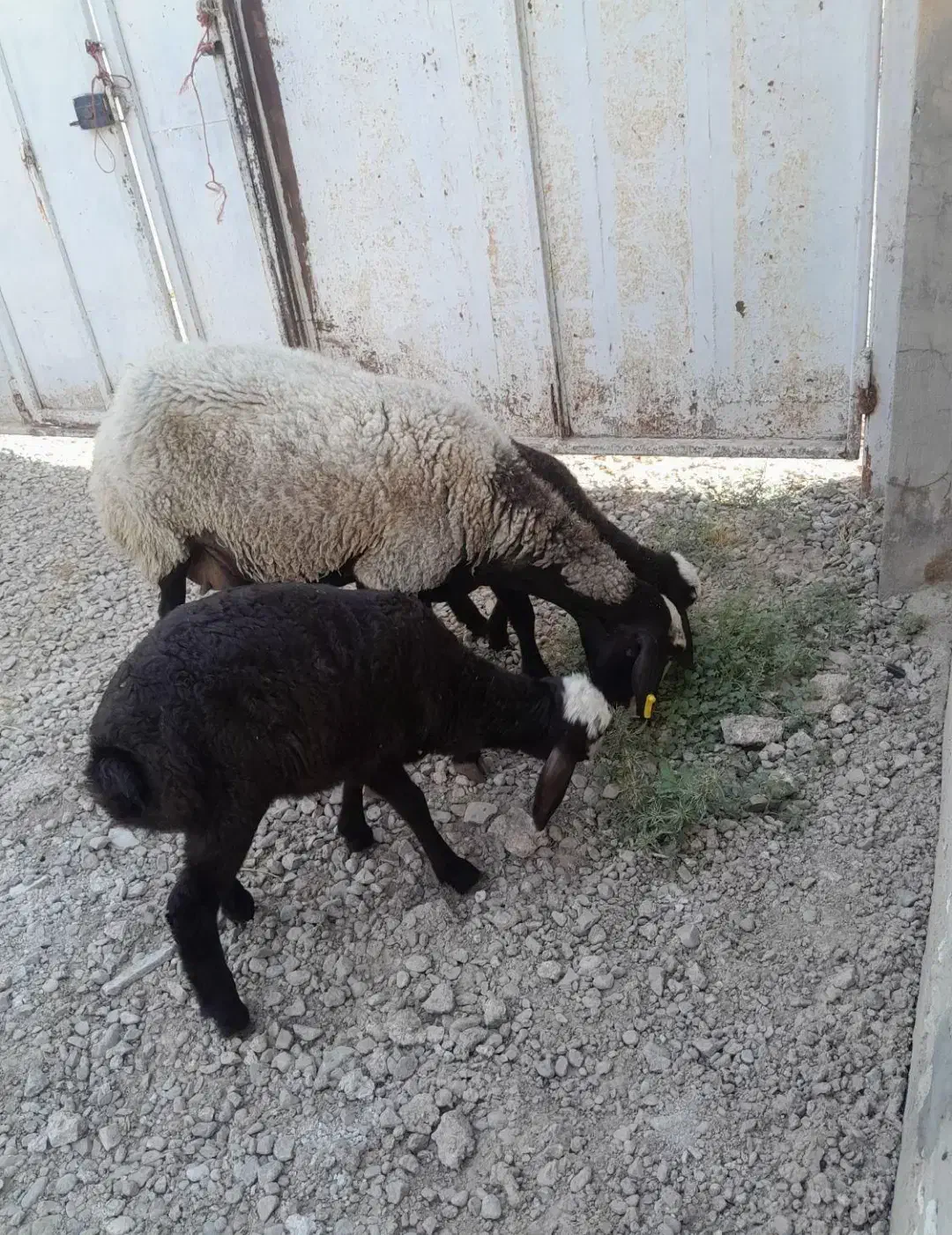 ویژگی - معنی در دیکشنری آبادیس گوسفند بره|خدمات آموزشی|تفت, |دیوار