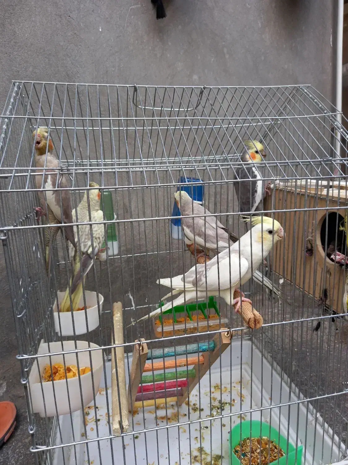 عروس هلندی|پرنده|صحنه, |دیوار