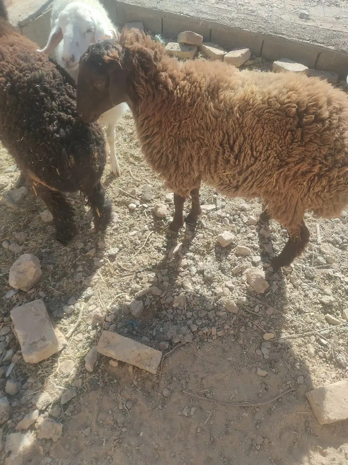 سه عدد بره مال جنس یک نر ودوماده|حیوانات مزرعه|قائن, |دیوار