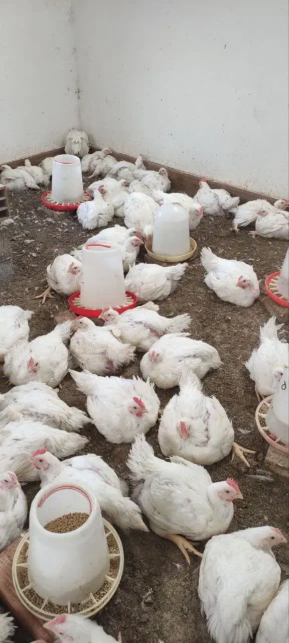 مرغ گوشتی ارگانیک|حیوانات مزرعه|زرگرشهر, |دیوار