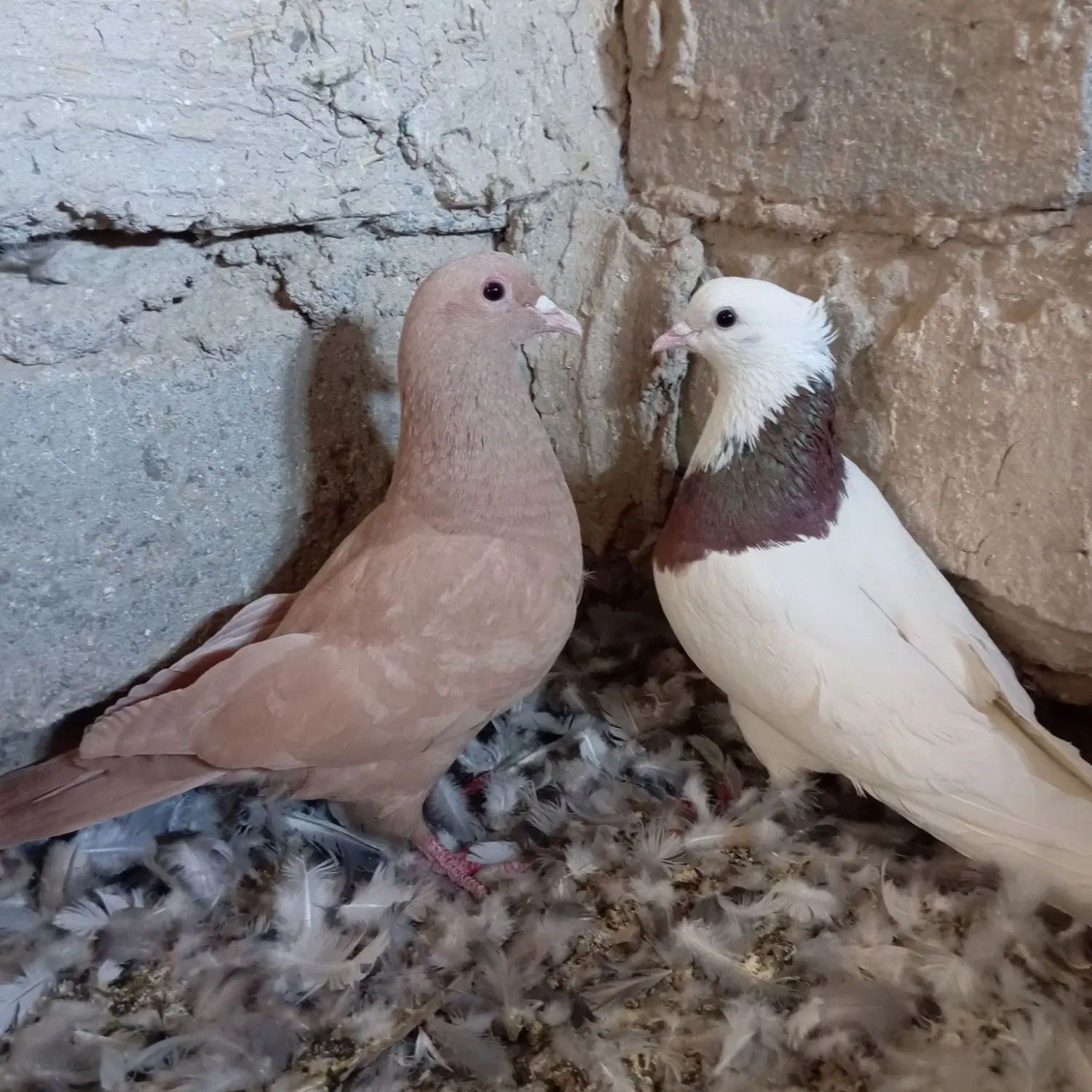 09025449682|سیم‌کارت|زهک, |دیوار