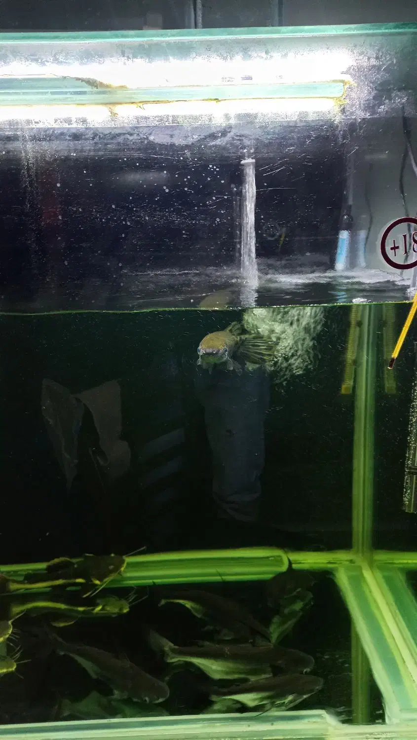 ماهی گار،الیگیتور،+۳۰|ماهی|اردبیل, |دیوار