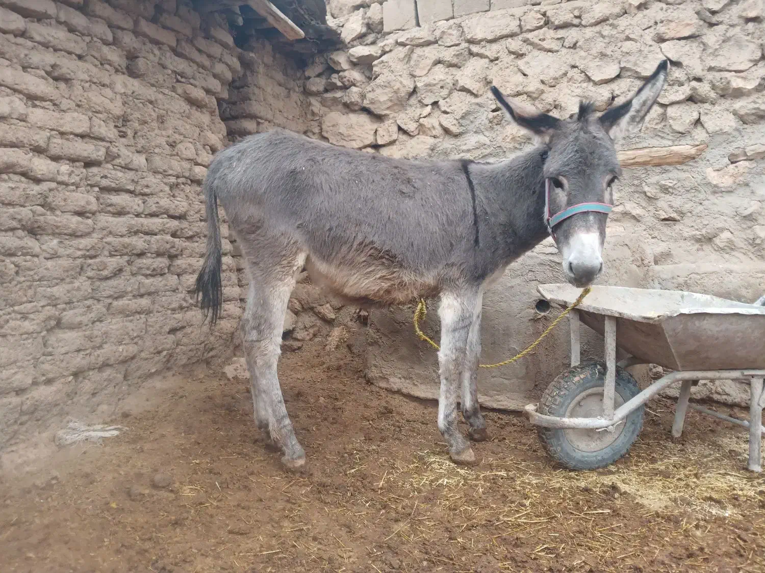 الاغ|حیوانات مزرعه|اردل, |دیوار