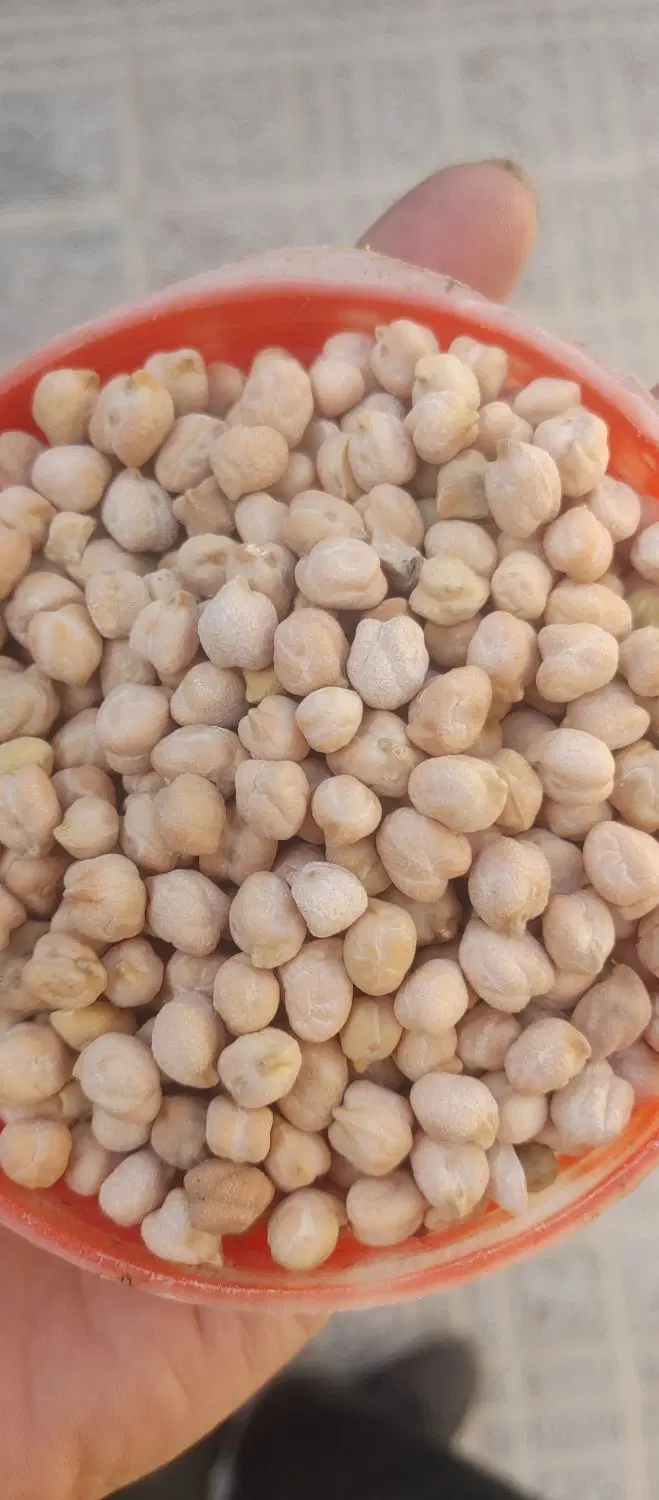 نخود|خوردنی و آشامیدنی|سربند, |دیوار