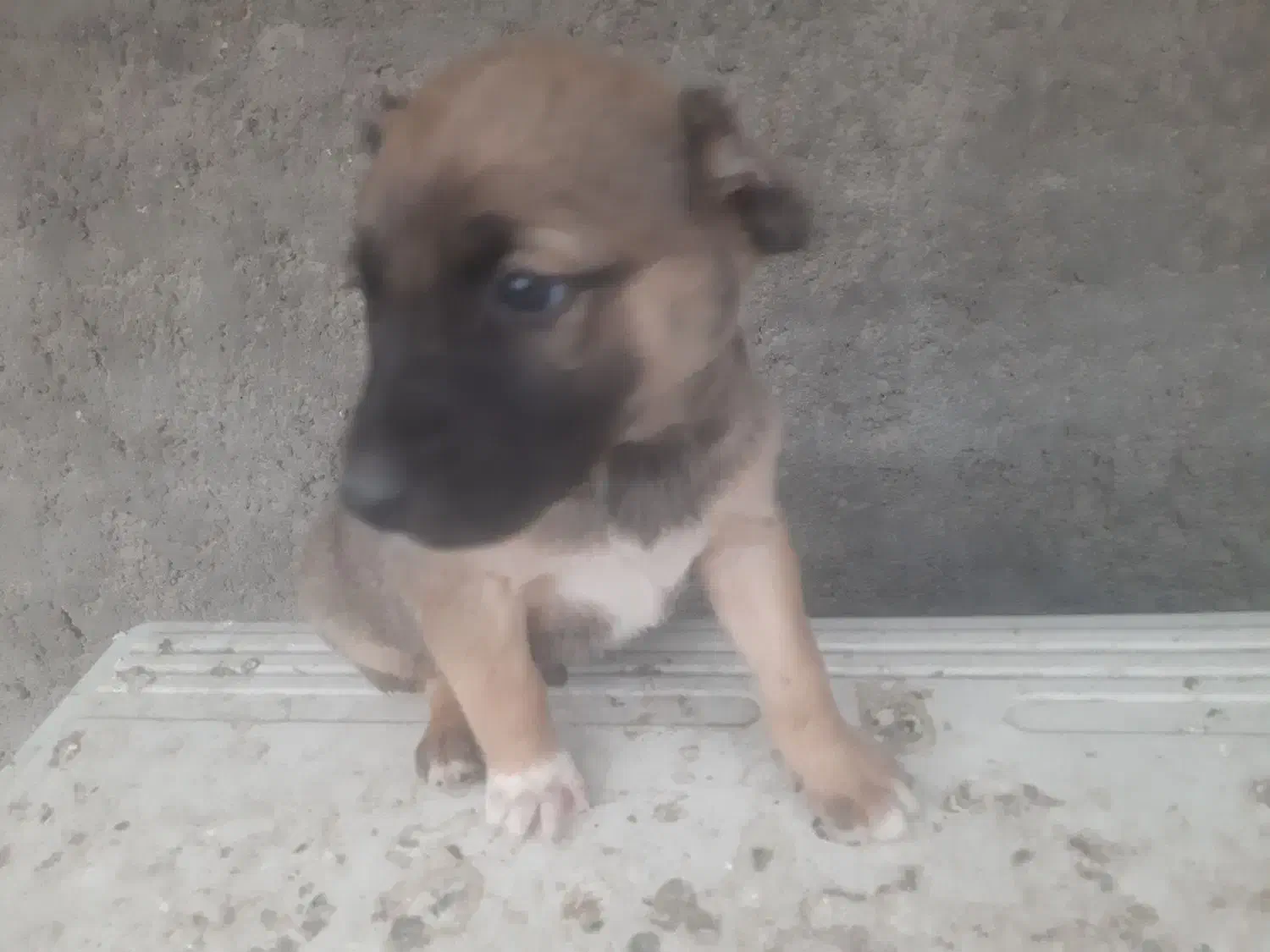 واگذاری توله سگ سرابی|سگ|یزد, |دیوار