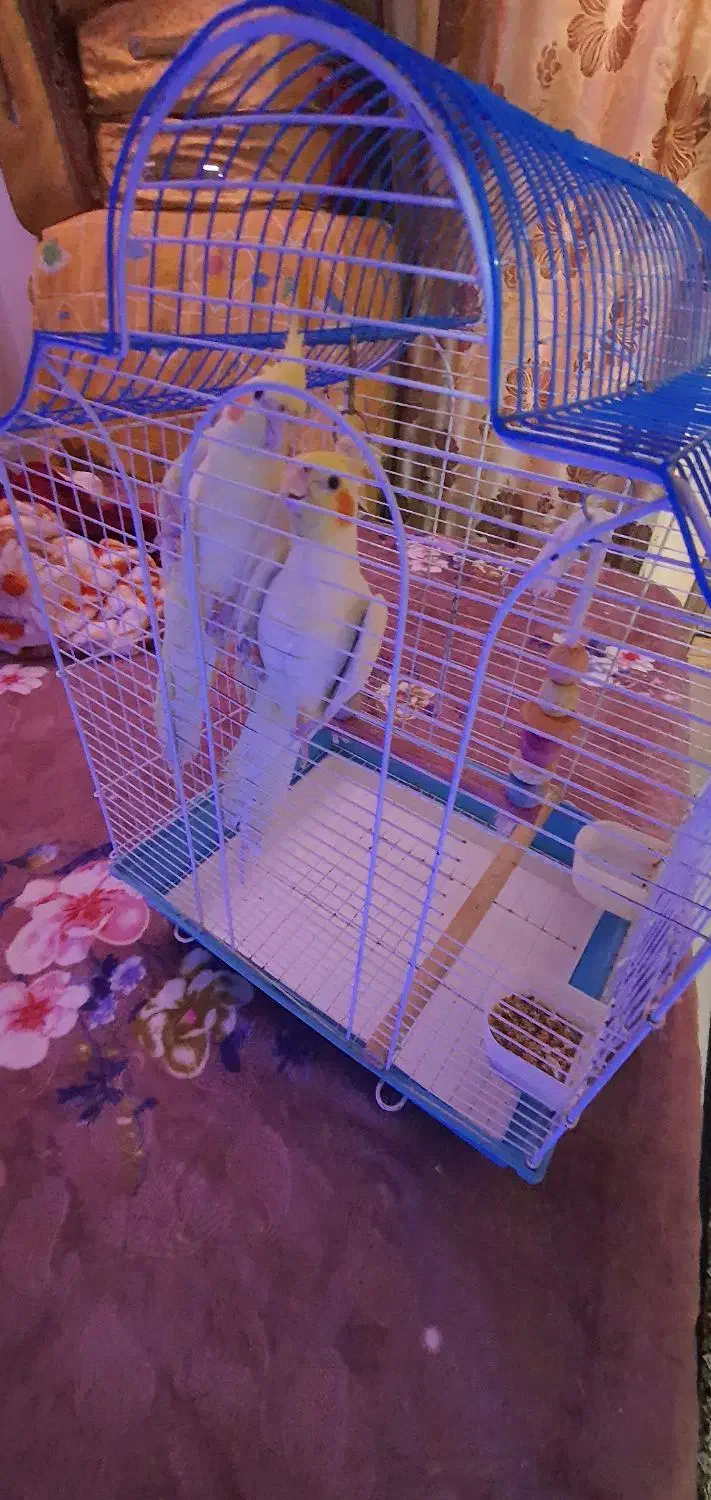 عروس هلندی|پرنده|بندرعباس, |دیوار