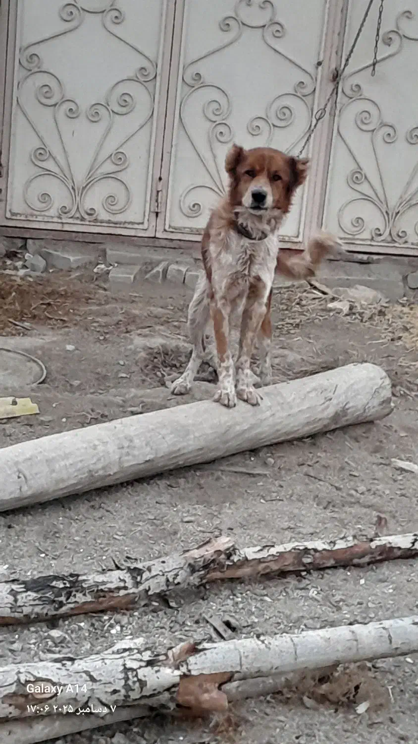 سگ گله ای|سگ|الیگودرز, |دیوار