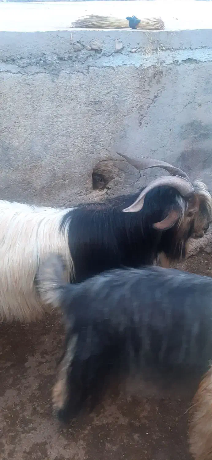 بهدهتخمیروزگاری|حیوانات مزرعه|ناغان, |دیوار