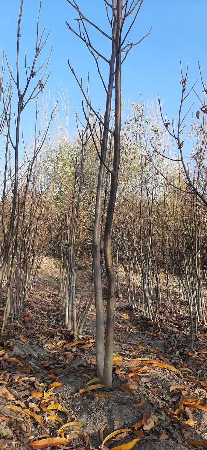 نهالستان گردو|خدمات باغبانی و درختکاری|سنندج, |دیوار