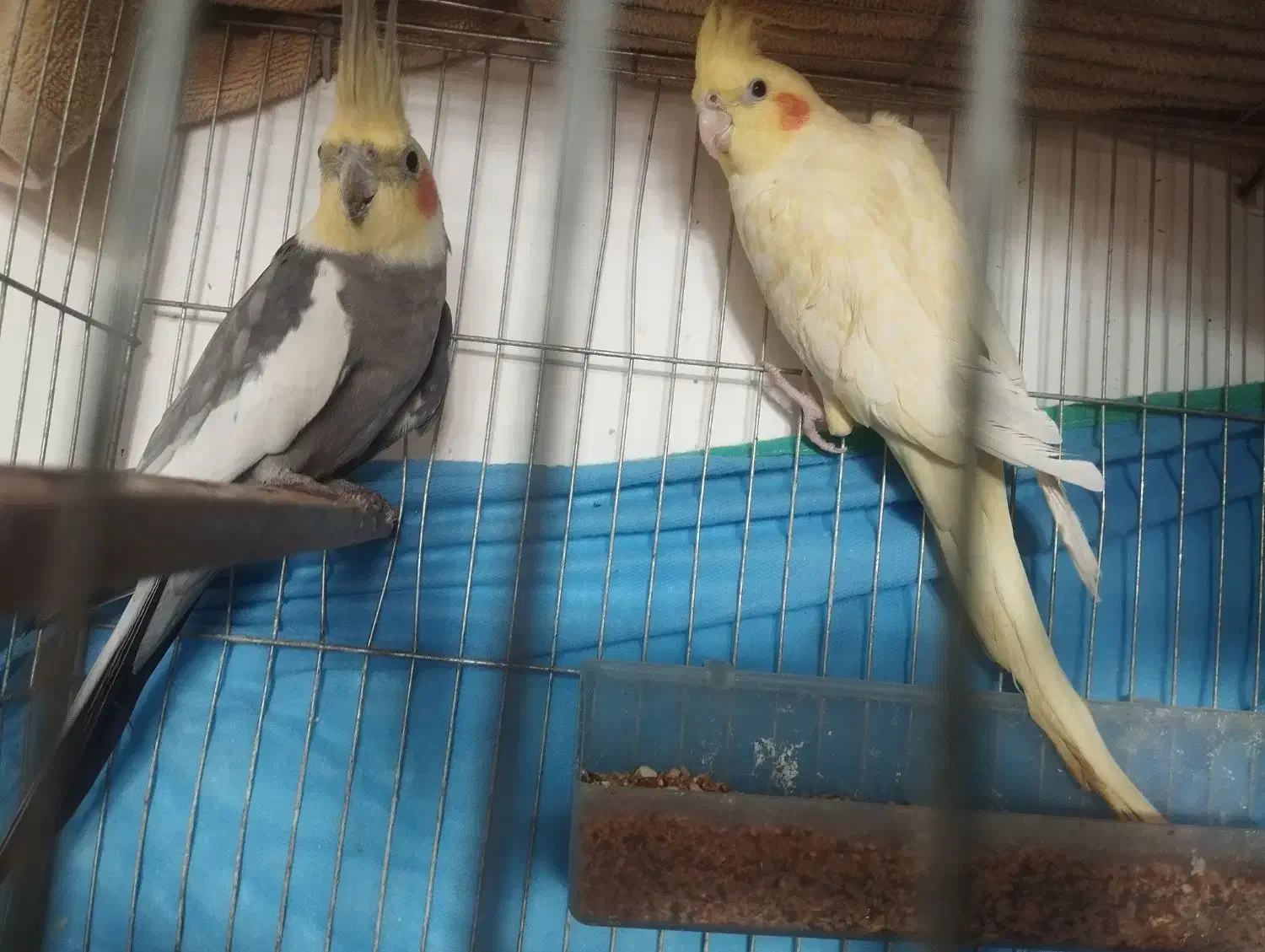 عروس هلندی|پرنده|مراغه, |دیوار