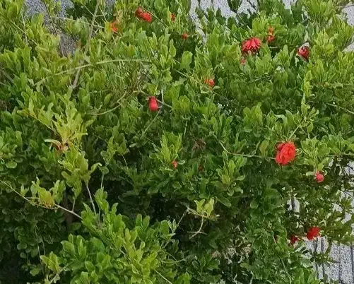 فروش منزل مسکونی کوچه شهید علی کشت کار|فروش خانه و ویلا|مرودشت, ابوذر شمالی‎|دیوار