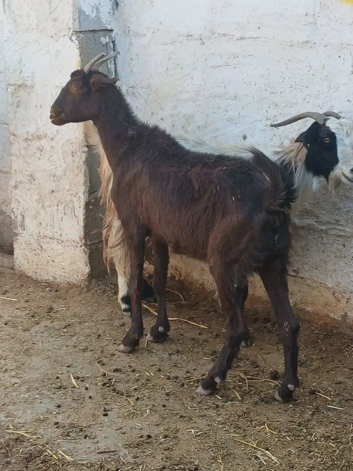 بز جوان تمیز ۴ تومان|حیوانات مزرعه|مرودشت, مختارآباد|دیوار