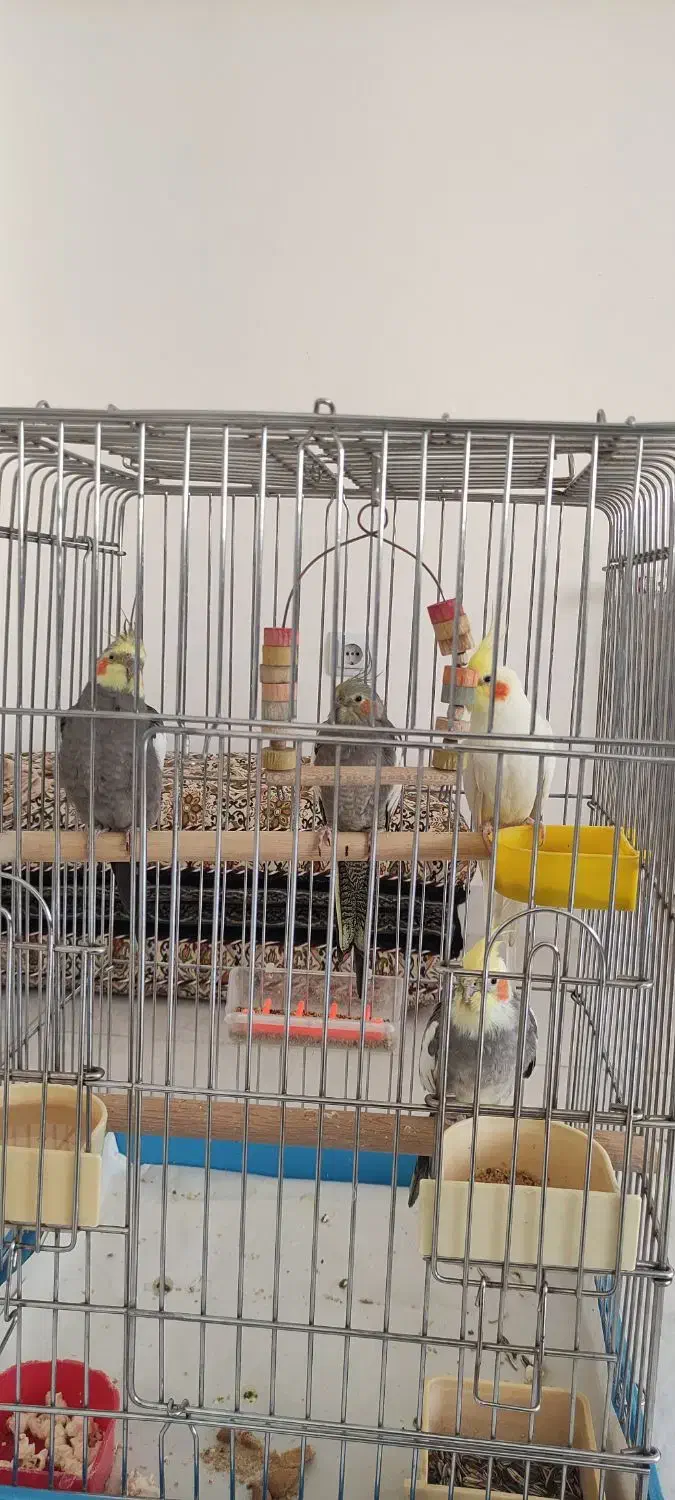 چهار عدد طوطی با قفس|پرنده|سنندج, |دیوار